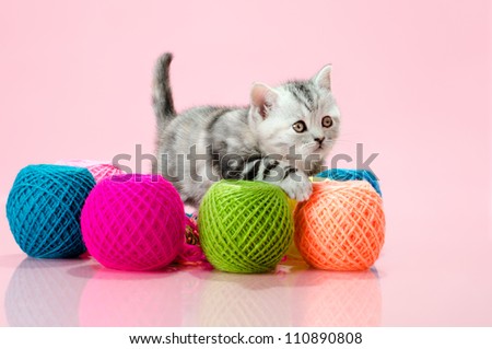 the grey  beautiful little  kitten with  many multi-coloured clew,  on pink  background