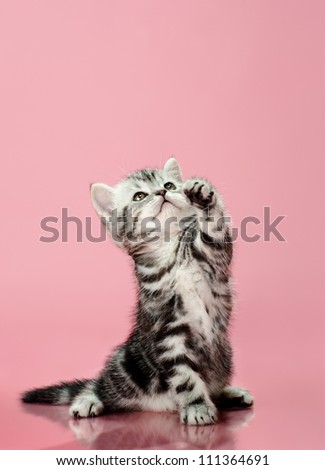 fluffy gray beautiful  kitten, breed scottish-straight, look up and  play upright  on pink  background