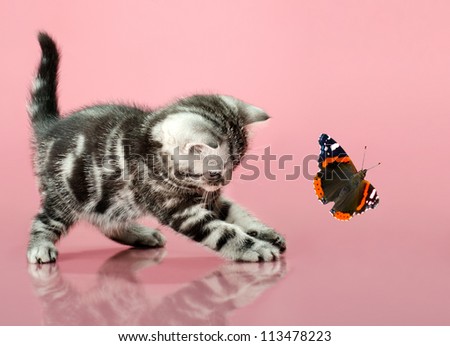 fluffy gray beautiful  kitten, breed scottish-straight, play upright  on pink  background