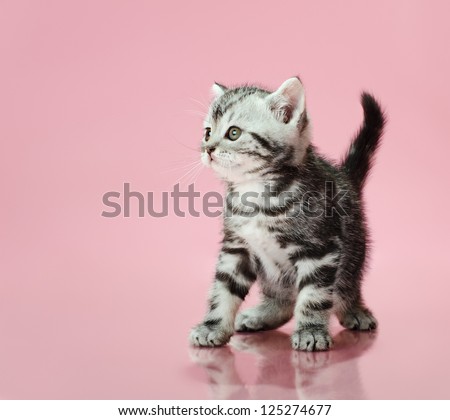 the grey  stripy beautiful little  kitten, sit on pink  background