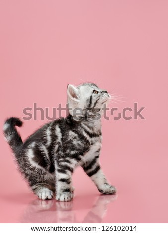 the grey  stripy beautiful little  kitten, sit on pink  background , look up