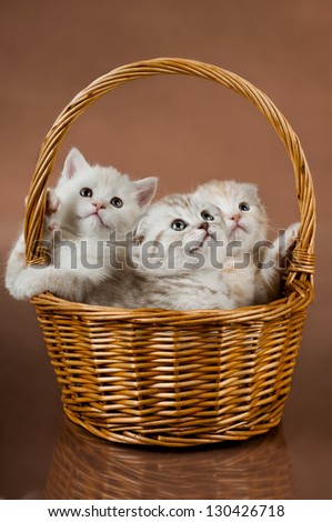 group of white beautiful fluffy little kittens, in basket on brown background
