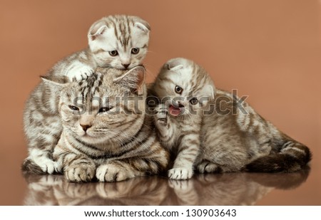 family group of two beautiful kitten with mother, breed scottish-fold,  lie on brown  background