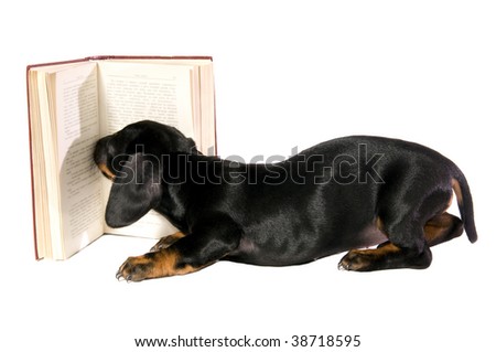 Black dog puppy Lays with a book and Reads on white background isolated