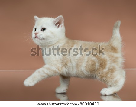 fluffy white-brown beautiful kitten, breed scottish-straight,  step on brown  background