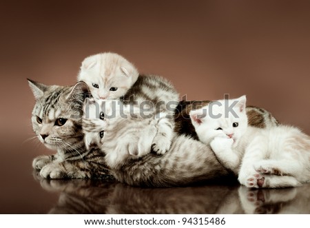 family group of four fluffy  beautiful kitten with mother, breed scottish-fold,  lie on brown  background
