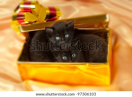 two beautiful fluffy little kittens,in gold box-gift on gold background-cloth