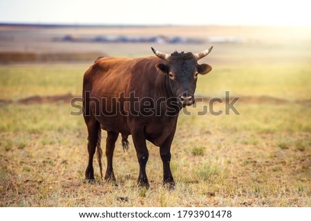 Portrait of a large beautiful bull, brown in color, standing in a field. Cattle. A huge bull is grazing in a pasture. Dangerous animal. The big brown bull stands and looks ahead