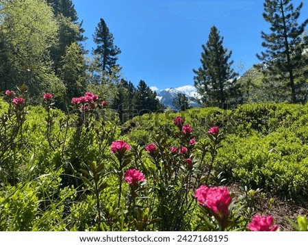 Similar – Image, Stock Photo Alpine roses in front of the Dachstein mountains and the Ennstal