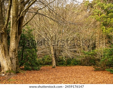 Similar – Image, Stock Photo dense autumn leaves, colorful