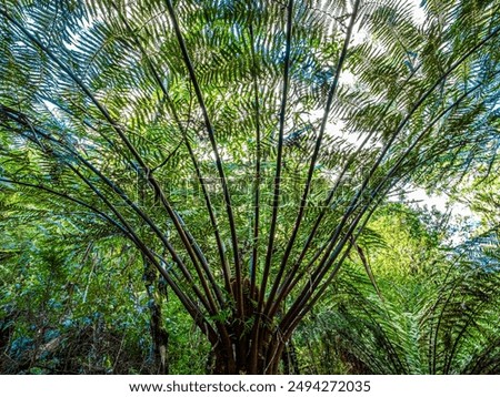 Image, Stock Photo Fern Fan Forest Bushes