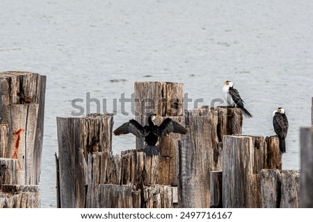 Similar – Foto Bild Kormorane sitzen auf Buhnen in der Ostsee