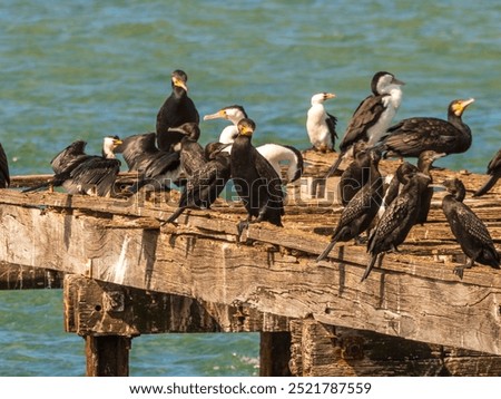 Similar – Foto Bild Kormorane sitzen auf Buhnen in der Ostsee