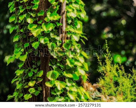 Similar – Image, Stock Photo Ivy growing up on a building