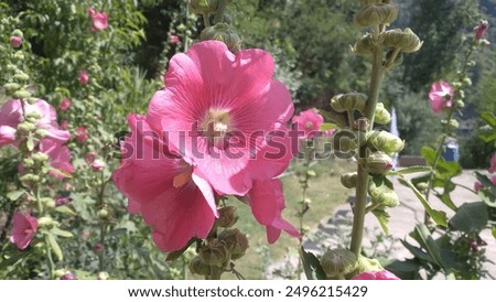 Similar – Image, Stock Photo Closeup of a Hollyhock