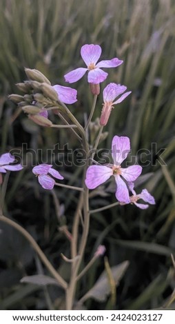 Similar – Foto Bild zwei Glockenblumenblüten, filigran und zart