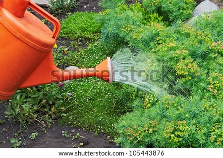 Water pouring from orange watering can onto garden natural flowers
