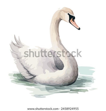 Watercolor vector of a swan , isolated on a white background, design art, drawing clipart, Illustration, swan painting, Graphic logo, swan vector