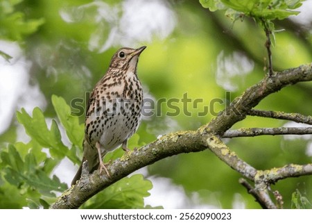 Similar – Image, Stock Photo Thrush in tree