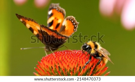 Similar – Image, Stock Photo flower with bee Summer