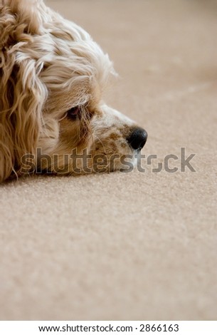 Profile of a relaxing dog on a carpet - obviously, he leads a very hectic life.
