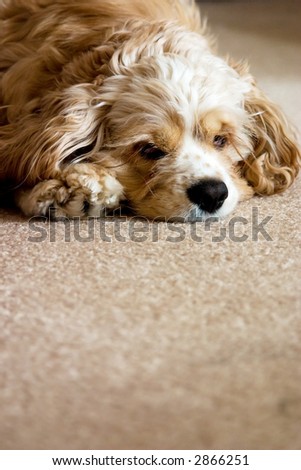 A dog sits on the carpet and poses