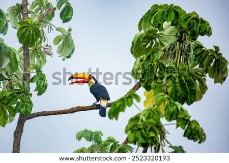 Similar – Image, Stock Photo Giant Toucan