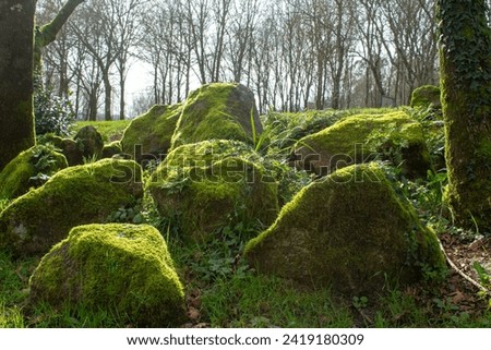 Similar – Image, Stock Photo Green, mossy boulders in coniferous forest