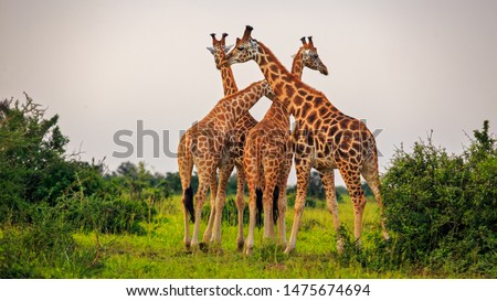 four Rothschild Giraffe (Giraffa camelopardis rothschildi) standing tall in Murchison Falls NP, Uganda