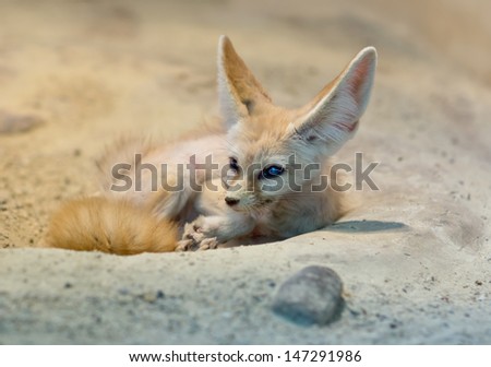 small african fennec desert fox