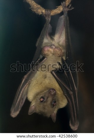 bat hanging upside down