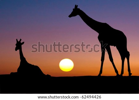 two giraffes silhouettes in sunset