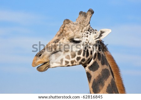 portrait of big alpha male giraffe