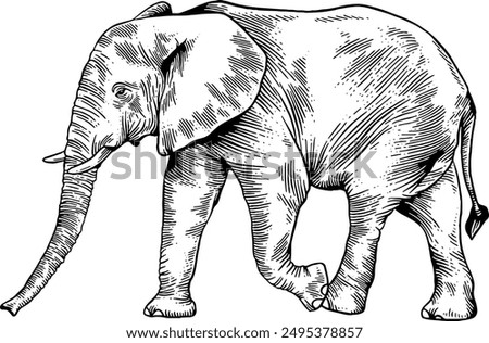 Hand drawn Elephant Standing Side View Sketch Illustration