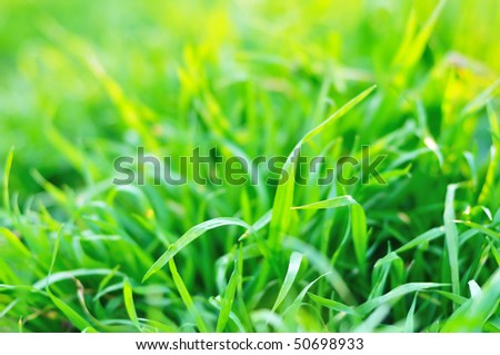 fresh green grass  background in soft focus