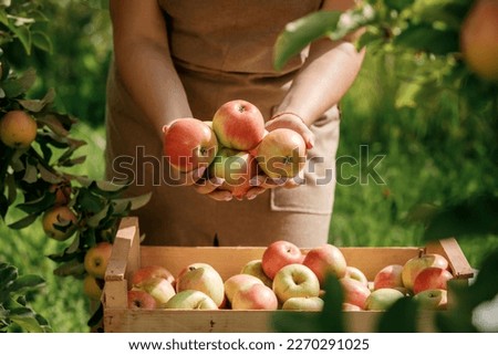 Similar – Image, Stock Photo Harvest time! Food Fruit