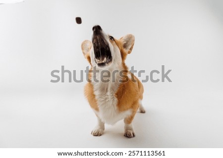 Similar – Image, Stock Photo Furry dog catching snack in studio