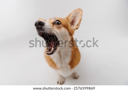 Similar – Image, Stock Photo Furry dog catching snack in studio