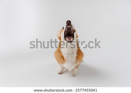 Similar – Image, Stock Photo Furry dog catching snack in studio