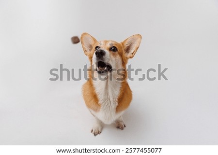 Similar – Image, Stock Photo Furry dog catching snack in studio