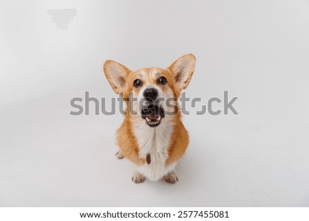 Similar – Image, Stock Photo Furry dog catching snack in studio