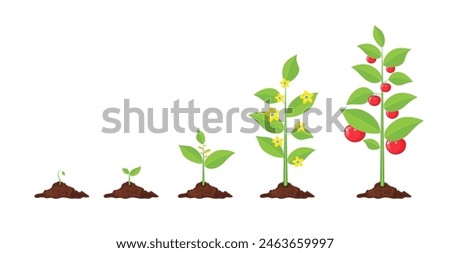 Growth of plant, from sprout to vegetable. Planting tree. Seedling gardening plant. Timeline. Vector illustration in flat style