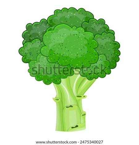 Fresh Vegetable broccoli isolated icon. broccoli for farm market, vegetarian salad recipe design. vector illustration in flat style