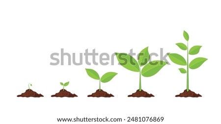 Phases plant growing. Planting tree infographic. Evolution concept. Sprout, plant, tree growing agriculture icons. Vector illustration in flat style