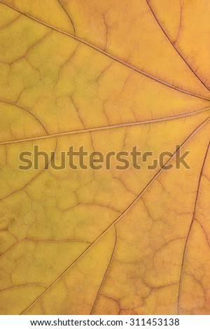 Fallen golden yellow maple leaf texture pattern, autumn fall grunge vintage herbarium abstract background, large detailed vertical grungy textured vivid copy space macro closeup