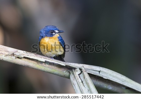 Cute blue bird named Mangrove Blue Flycatcher, female