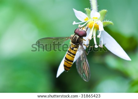 Hover Fly on white flower