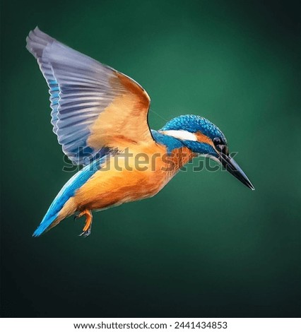 Similar – Image, Stock Photo Kingfisher Portrait