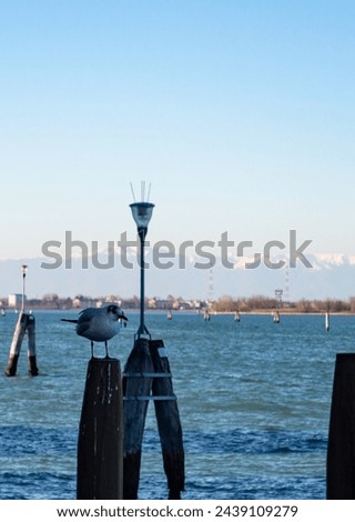 Similar – Foto Bild Venezianische Möwe auf Pfahl