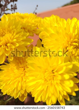 Image, Stock Photo Flowering Chrysantems